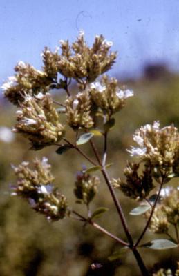 Origanum vulgare (orégano)